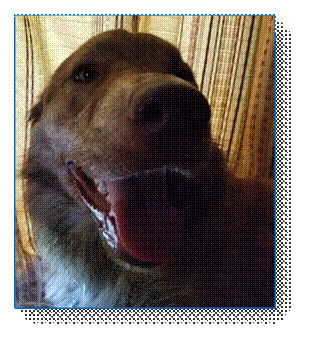 A dog with its mouth open

Description automatically generated